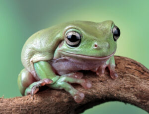 Bu oyunda hile yapan, kurbağaya dönüşüyor